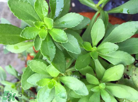 救心菜能吃吗,救心菜的功效和吃法