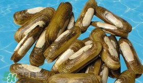 蛏子不能和什么一起吃,蛏子可以和牛奶一起吃吗