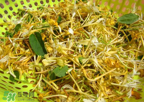 刚摘的金银花能泡水喝吗?,刚摘的金银花能泡水喝吗?新鲜金银花可以泡水吗? 刚摘的金银花能泡水喝吗?,刚摘的金银花能泡水喝吗?新鲜金银花可以泡水吗?