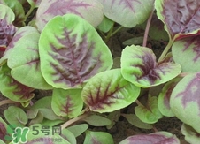 红苋菜孕妇能吃吗,红苋菜为何孕妇不能吃