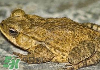 癞蛤蟆的功效和作用,癞蛤蟆能吃吗,跟牛蛙有什么区别