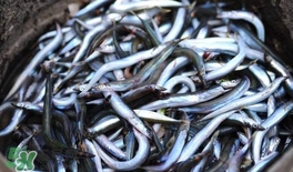 面条鱼是什么鱼,面条鱼学名叫什么