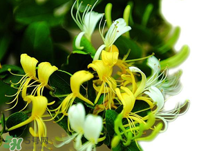 山东金银花2021最新价格,金银花什么时候种植