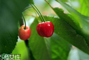 樱桃籽能吃吗的功效和作用,樱桃籽能吃吗?