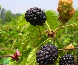 覆盆子是桑葚吗,桑葚覆盆子的功效和作用及食用方法