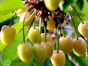 吃樱桃会醉吗?,为什么吃了樱桃醉了