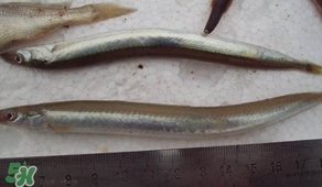 青岛面条鱼的做法大全,面条鱼又叫什么鱼