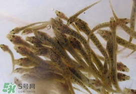 泥鳅吃什么食物,泥鳅专用饲料