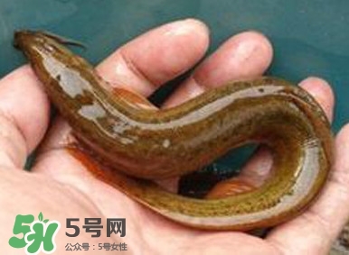 泥鳅如何养殖泥鳅在家怎么养,泥鳅如何养殖 泥鳅如何养殖泥鳅在家怎么养,泥鳅如何养殖