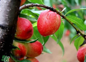 桃里边发黑能吃吗,为什么桃里面发黑