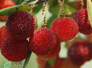 杨梅什么时候种植合适,目前市场上最受欢迎的杨梅品种