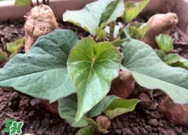 番薯叶是红薯叶吗,番薯叶是什么