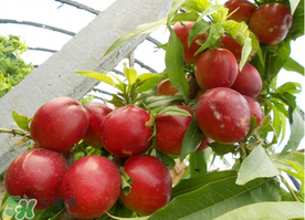 四月份有油桃吗,油桃几月份成熟