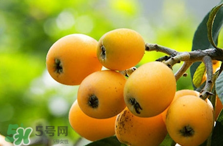 川贝枇杷不能和什么一起吃,枇杷不能和什么一起吃 川贝枇杷不能和什么一起吃,枇杷不能和什么一起吃