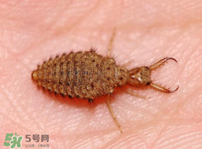 蚁狮价格多少钱一斤?药用价值及种植前景,蚁狮市场价多少钱一斤 蚁狮价格多少钱一斤?药用价值及种植前景,蚁狮市场价多少钱一斤