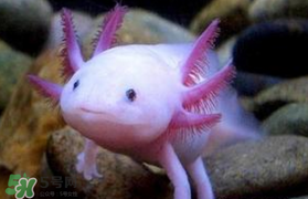 现在娃娃鱼多少钱一斤,娃娃鱼价值多少钱一只