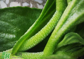 冰菜可以生吃吗?,什么是冰菜