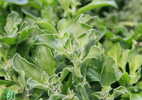 冰菜和冰草一样吗,冰菜和冰草有什么区别