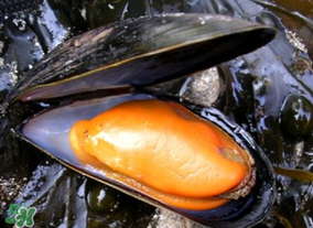 淡菜什么季节最好吃,淡菜一般到几月份