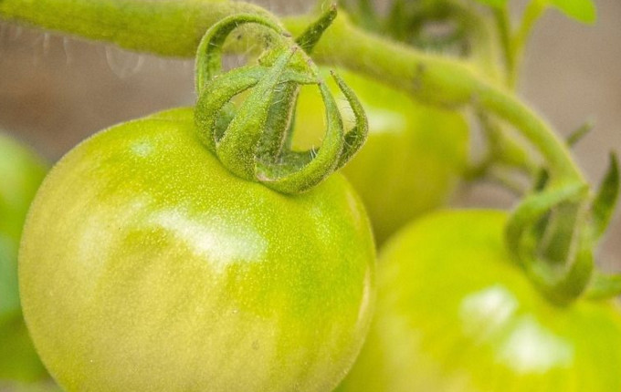 番茄的营养价值有哪些,没成熟的青番茄可以吃吗 番茄的营养价值有哪些,没成熟的青番茄可以吃吗