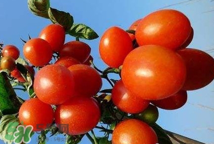 圣女果能空腹吃吗,圣女红果能空腹吃吗