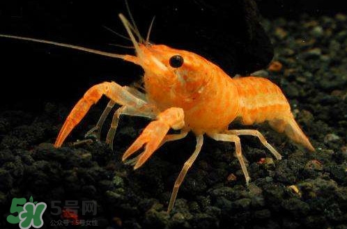 虾的养殖方法家里养殖,养虾新技术