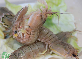 虾爬子的保存方法,虾爬子储存方法 虾爬子的保存方法,虾爬子储存方法