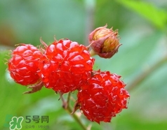 覆盆子能直接吃吗,覆盆子可以直接食用吗? 覆盆子能直接吃吗,覆盆子可以直接食用吗?