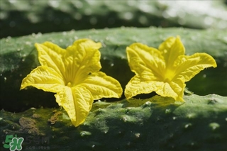 黄瓜根能吃吗,黄瓜根可以吃吗