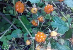 刺泡是覆盆子吗,刺泡儿和覆盆子的区别