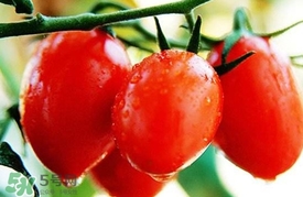 圣女果是酸性还是碱性水果,圣女果是酸性还是碱性食物 圣女果是酸性还是碱性水果,圣女果是酸性还是碱性食物