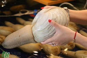 象拔蚌多少钱一斤2021,加州象拔蚌多少钱一斤