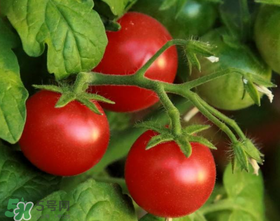 虾爬子能和西红柿一起吃吗,西红柿和虾能一起吃么