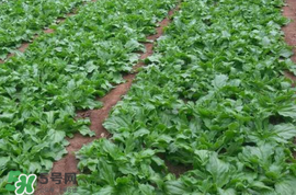 冰菜的生长环境,冰菜生长过程