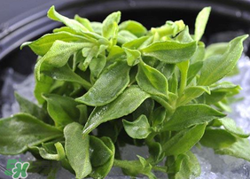 冰草是什么菜,冰草哪里有卖