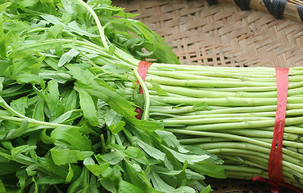 泥蒿的叶子可以吃吗,泥蒿叶子为什么不能吃 泥蒿的叶子可以吃吗,泥蒿叶子为什么不能吃