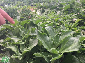 冰草的种植技术,冰草的种植方法 冰草的种植技术,冰草的种植方法