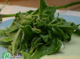 冰草种子多少钱一斤,冰草多少钱一斤