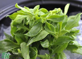 冰草不能和什么一起吃,冰草可以直接吃吗