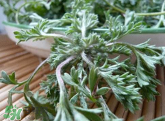 白蒿可以吃吗,白蒿什么人不能吃