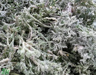 白蒿和什么东西不能一起吃,茼蒿不能和什么食物同食