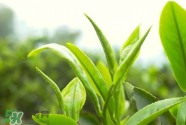 谷雨茶是什么茶,谷雨茶是什么茶,谷雨茶的功效 谷雨茶是什么茶,谷雨茶是什么茶,谷雨茶的功效