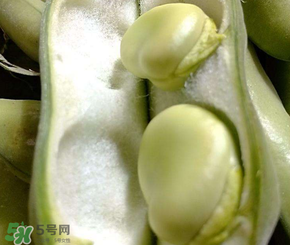 蚕豆种子多少钱一斤,蚕豆多少钱一斤市场价