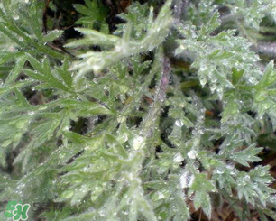 白蒿水去黄疸,白蒿苗可以治黄疸吗