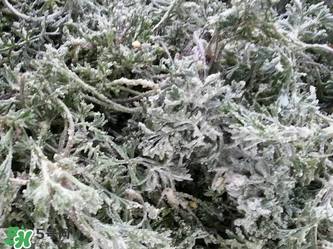 白蒿怎么做才好吃,白蒿的做法大全家常