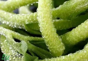 冰草什么人不能吃,冰草什么人群不能食用