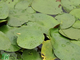 孕妇可以吃莼菜吗,为什么孕妇不能吃莼菜 孕妇可以吃莼菜吗,为什么孕妇不能吃莼菜