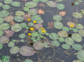 莼菜和什么食物相克,莼菜哪些人不能吃