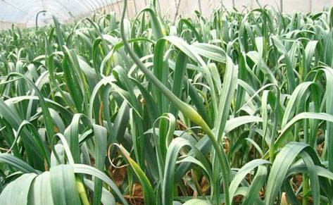 蒜苔如何采摘,蒜苔怎么摘取