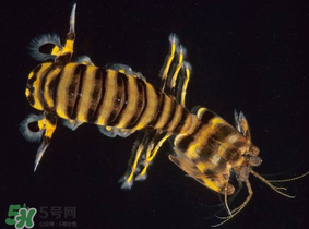 皮皮虾吃公的还是母的好,皮皮虾公母有啥区别